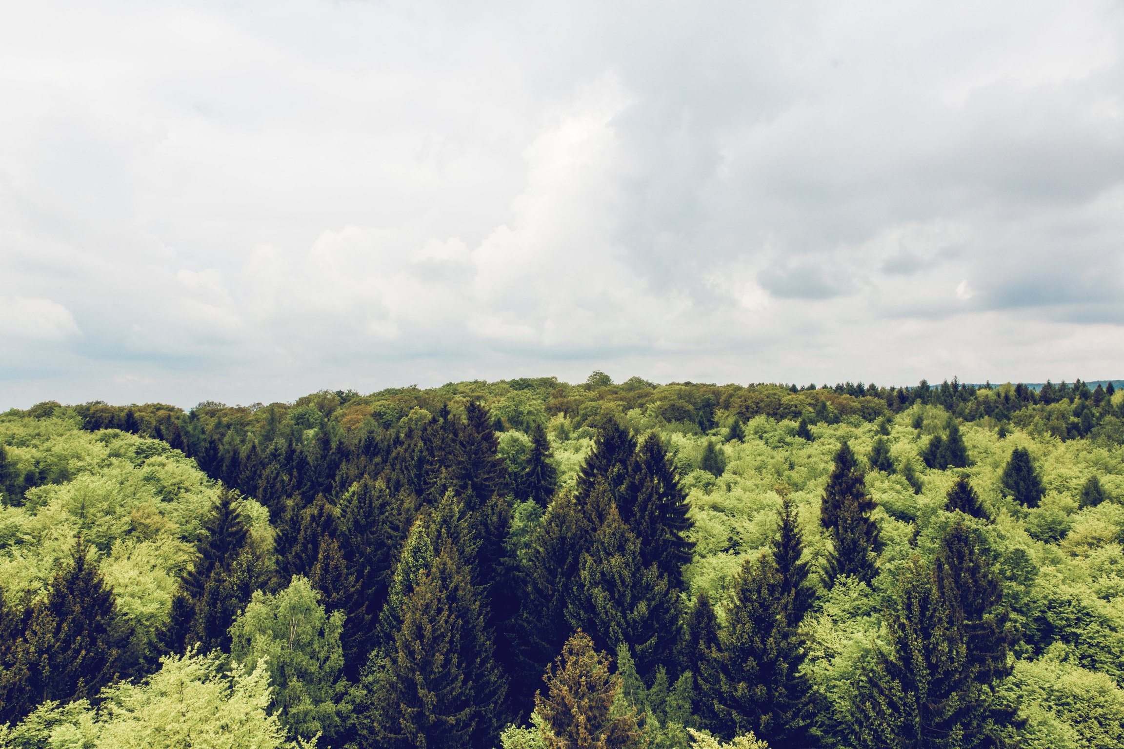 Tree top path ecosystem